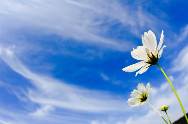 青い空に白い花